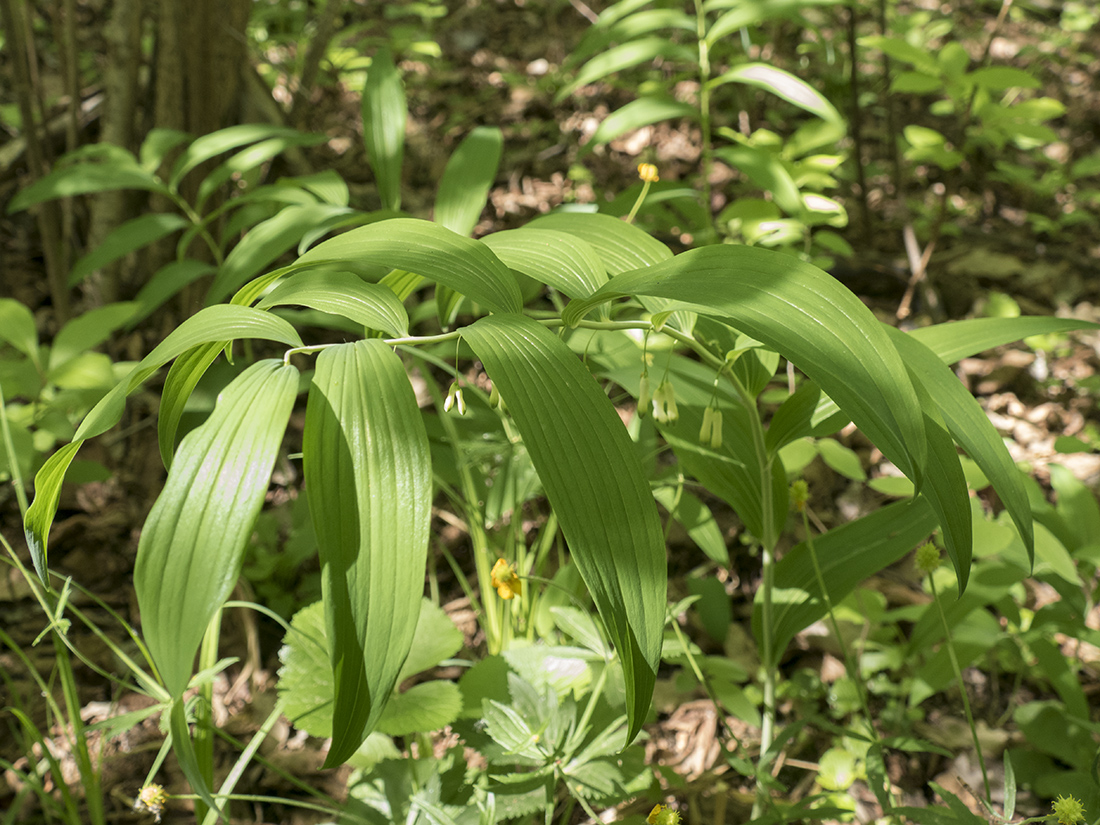 Image of Polygonatum multiflorum specimen.