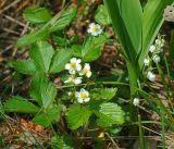 Fragaria vesca. Цветущее растение. Московская обл., Раменский р-н, окр. ж.-д. платформы Хрипань, просека под ЛЭП. 23.05.2016.