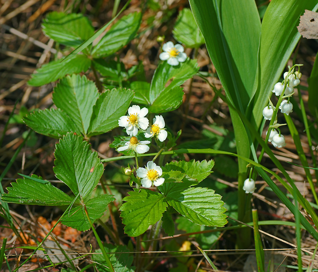 Изображение особи Fragaria vesca.