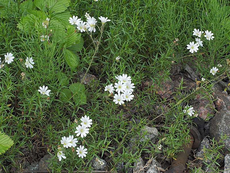 Image of Cerastium arvense specimen.