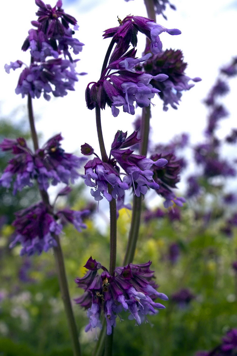 Image of Salvia verticillata specimen.