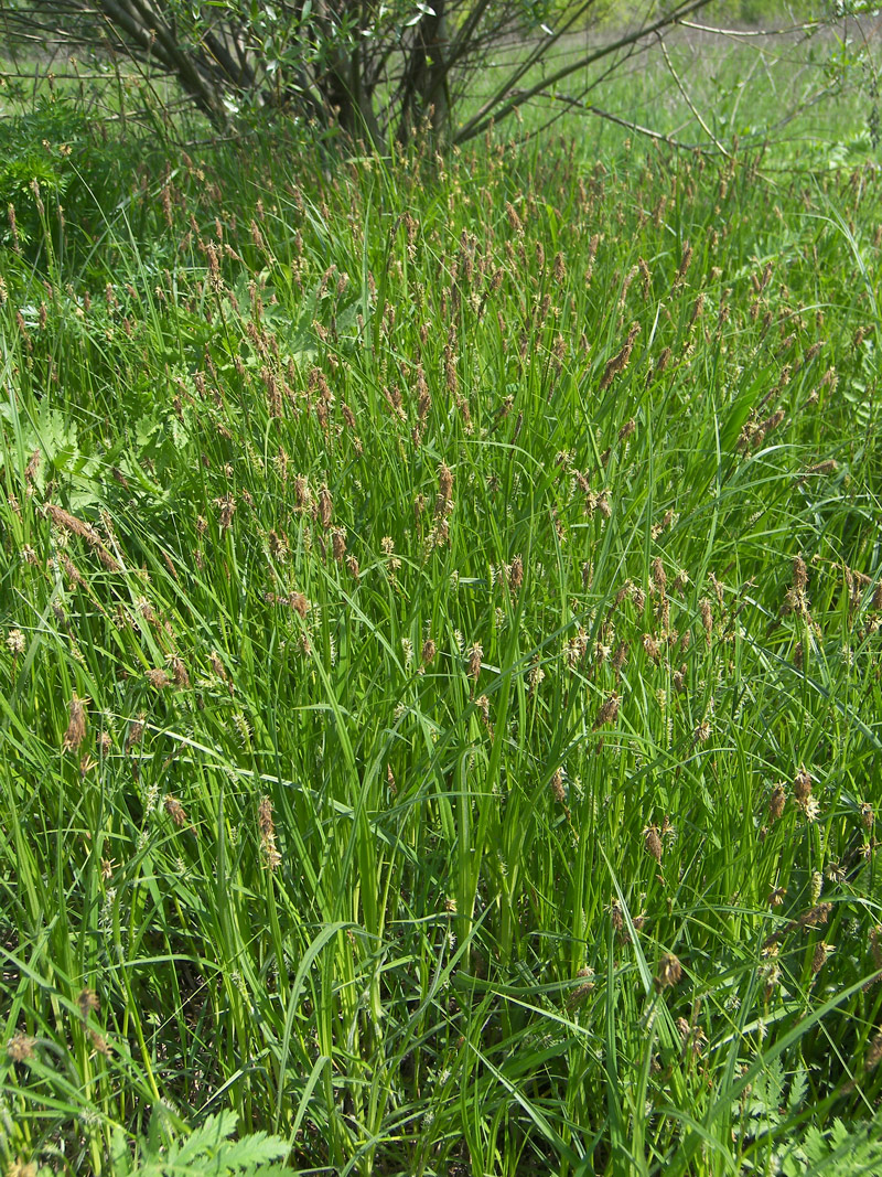 Image of Carex hirta specimen.