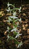 Platanthera bifolia. Соцветие. Крым, Байдарская долина, окр. с. Кизиловое, лиственный лес. 9 июня 2016 г.