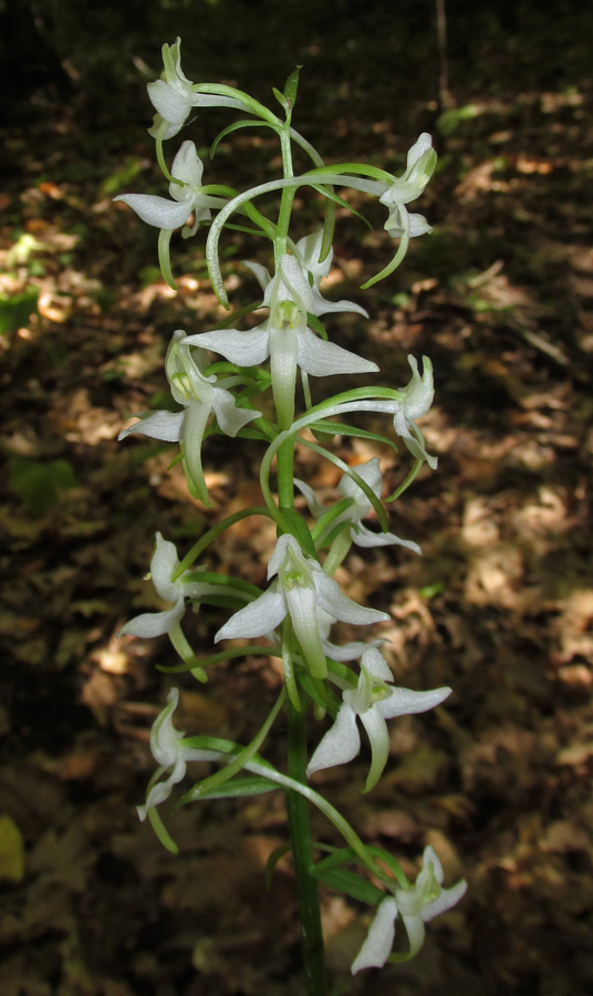 Изображение особи Platanthera bifolia.