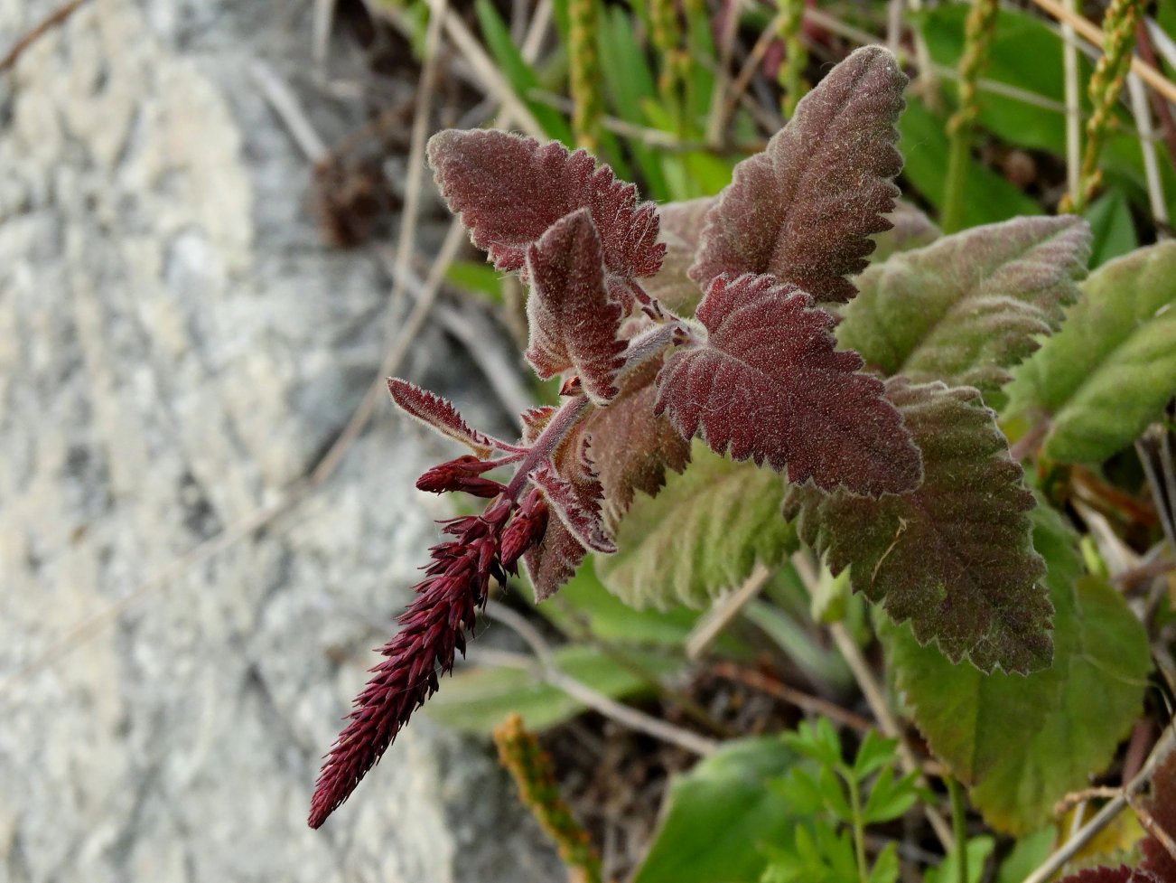 Image of Veronica daurica specimen.