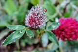 Trifolium pratense. Расцветающее соцветие в каплях дождя. Московская обл., г. Звенигород, территория пансионата \"Звенигородский\" РАН, тропа на склоне холма. 06.09.2015.