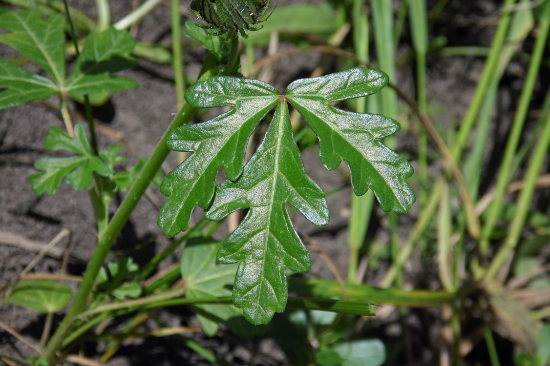Image of Hibiscus trionum specimen.
