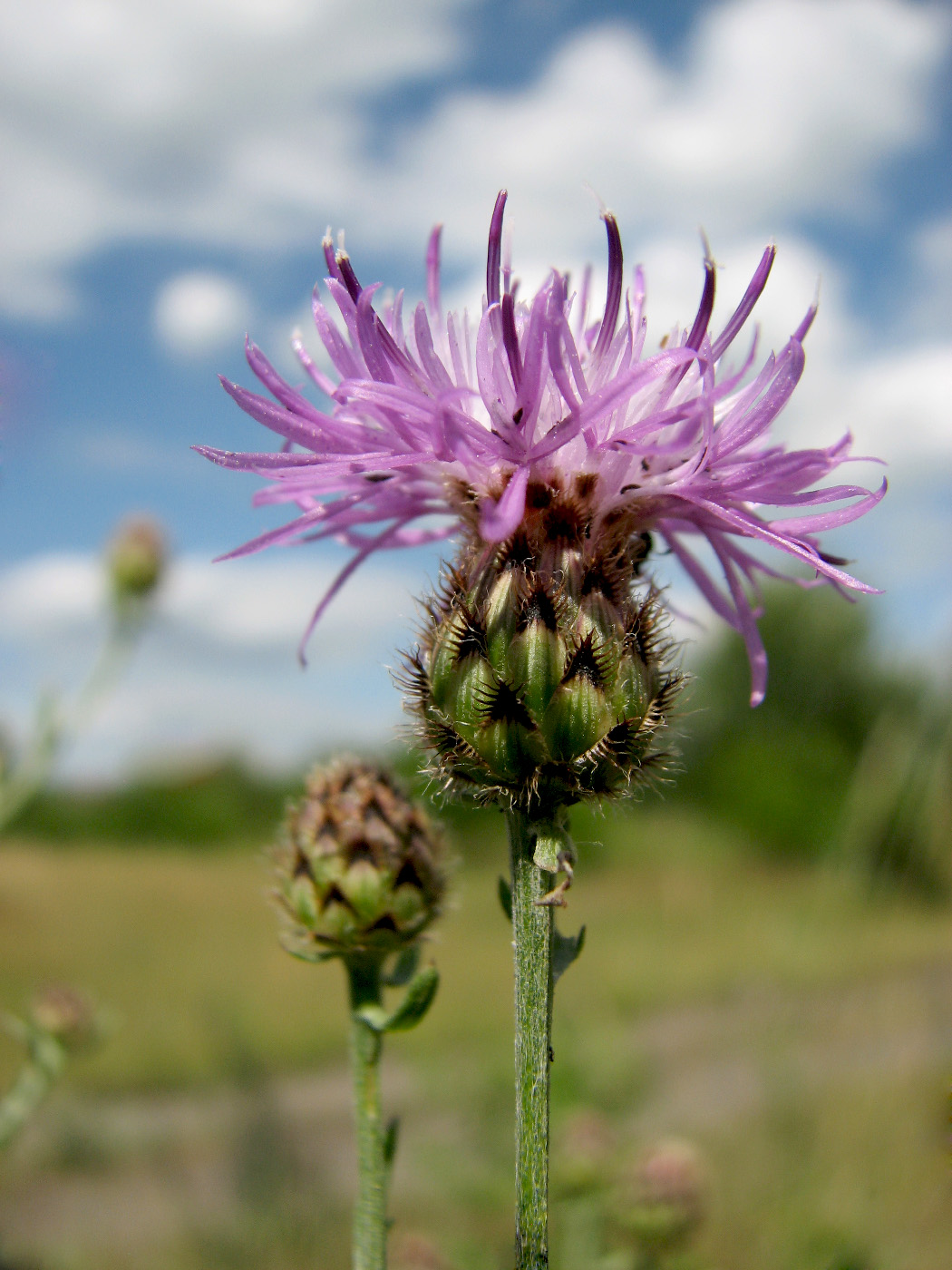 Image of Centaurea stoebe specimen.