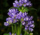 Campanula cervicaria