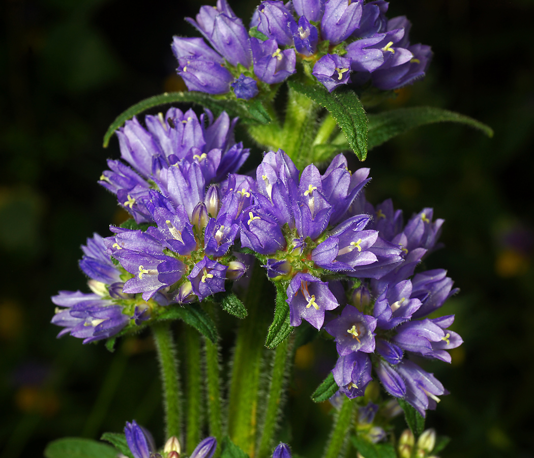 Изображение особи Campanula cervicaria.