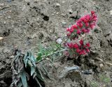 Echium russicum. Цветущее растение. Северная Осетия, Алагирский р-н, окр. пос. Верхний Фиагдон, сухой склон (выс. около 1200 м н.у.м.). 04.07.2016.