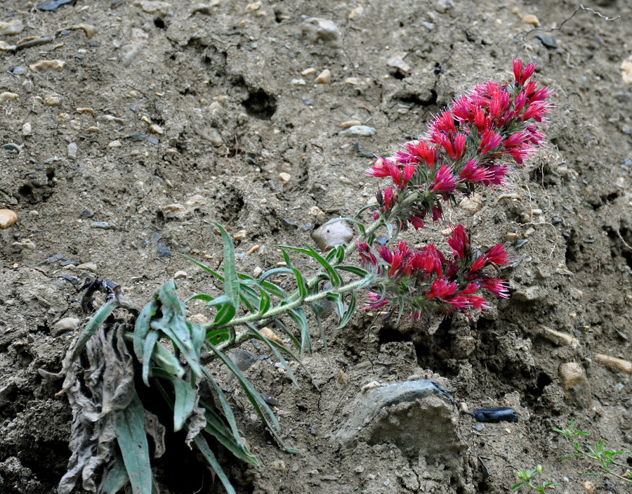 Изображение особи Echium russicum.