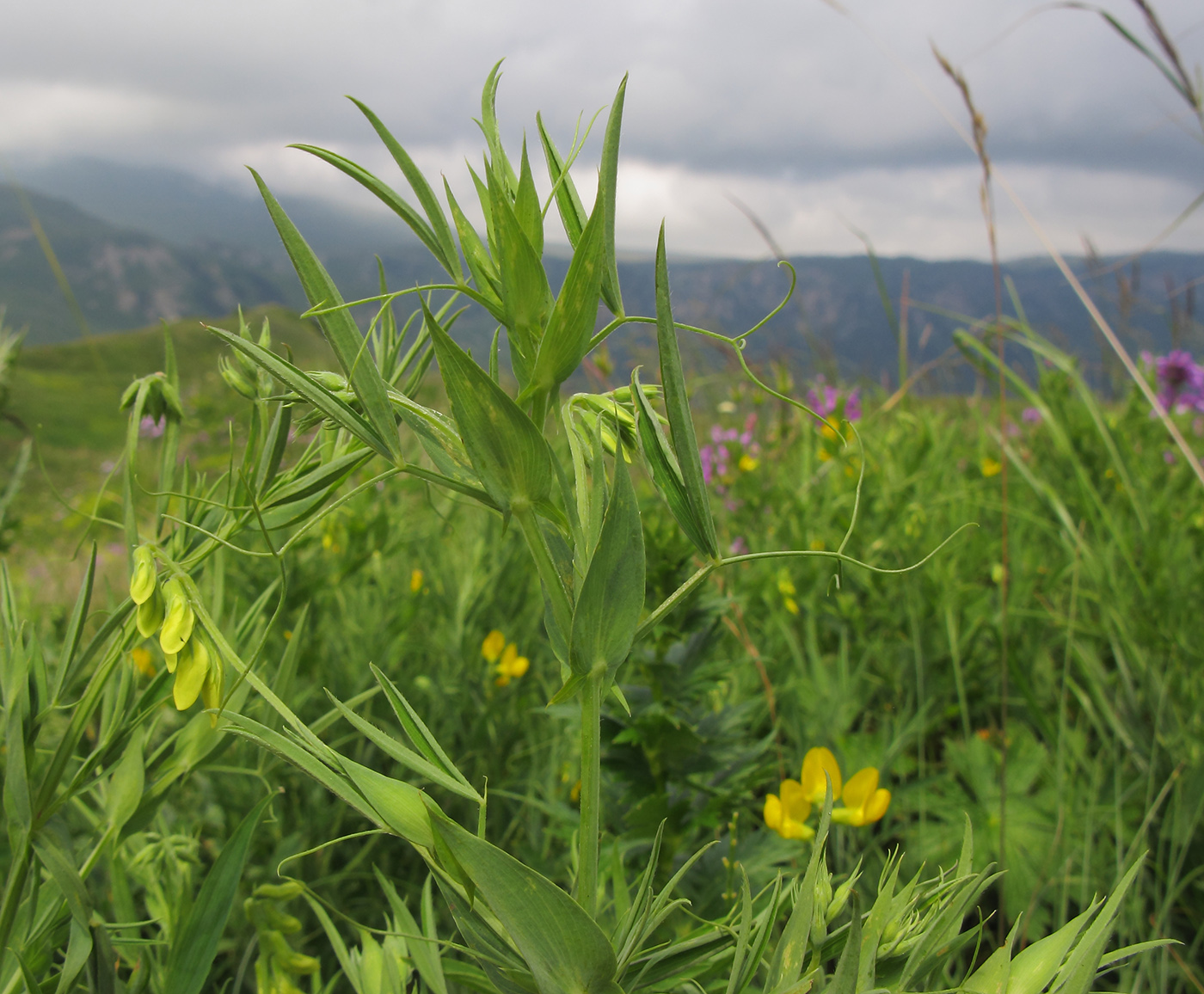 Изображение особи Lathyrus pratensis.