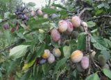 Prunus domestica