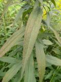 Solidago canadensis. Повреждённые листья. Томск, бурьянные заросли возле садовых участков. 23.08.2016.