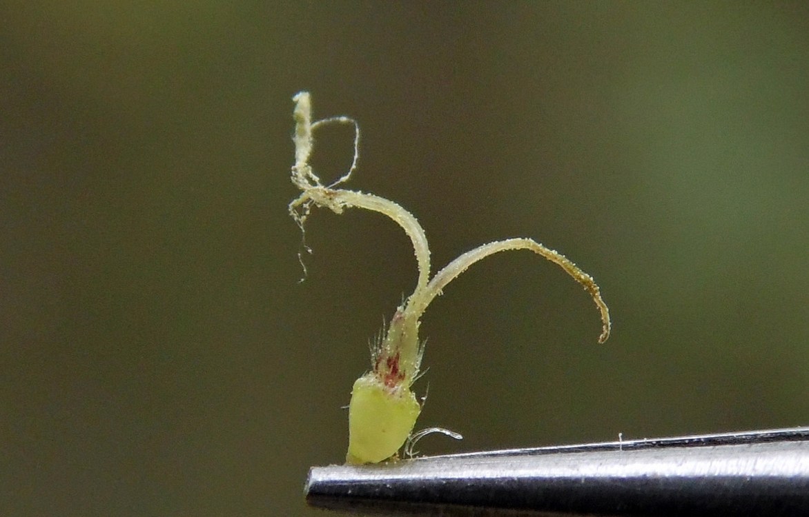 Image of Ambrosia artemisiifolia specimen.