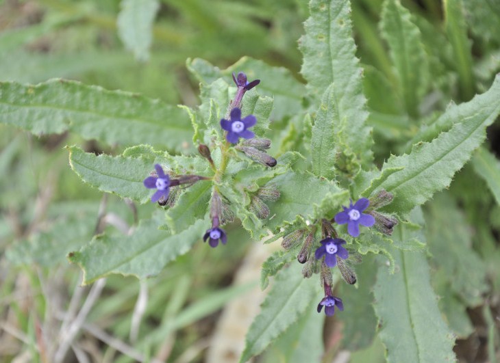 Image of Anchusa stylosa specimen.