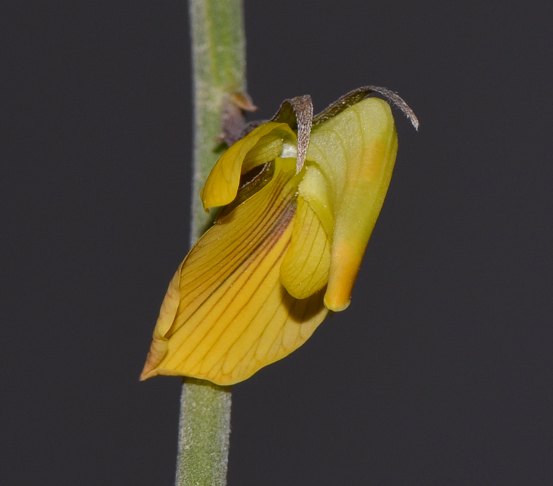 Image of Crotalaria aegyptiaca specimen.