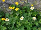 Anemonastrum speciosum. Верхушки цветущих растений (вокруг растет Alchemilla и Ranunculus). Северная Осетия, Ирафский р-н, долина р. Гебидон, ≈ 2500 м н.у.м., альпийский луг. 07.07.2016.