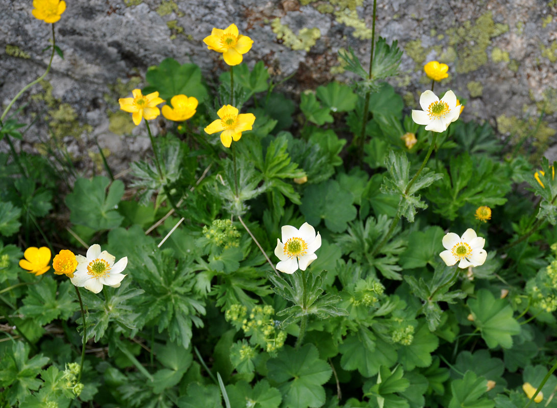 Изображение особи Anemonastrum speciosum.