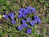 Gentiana dshimilensis