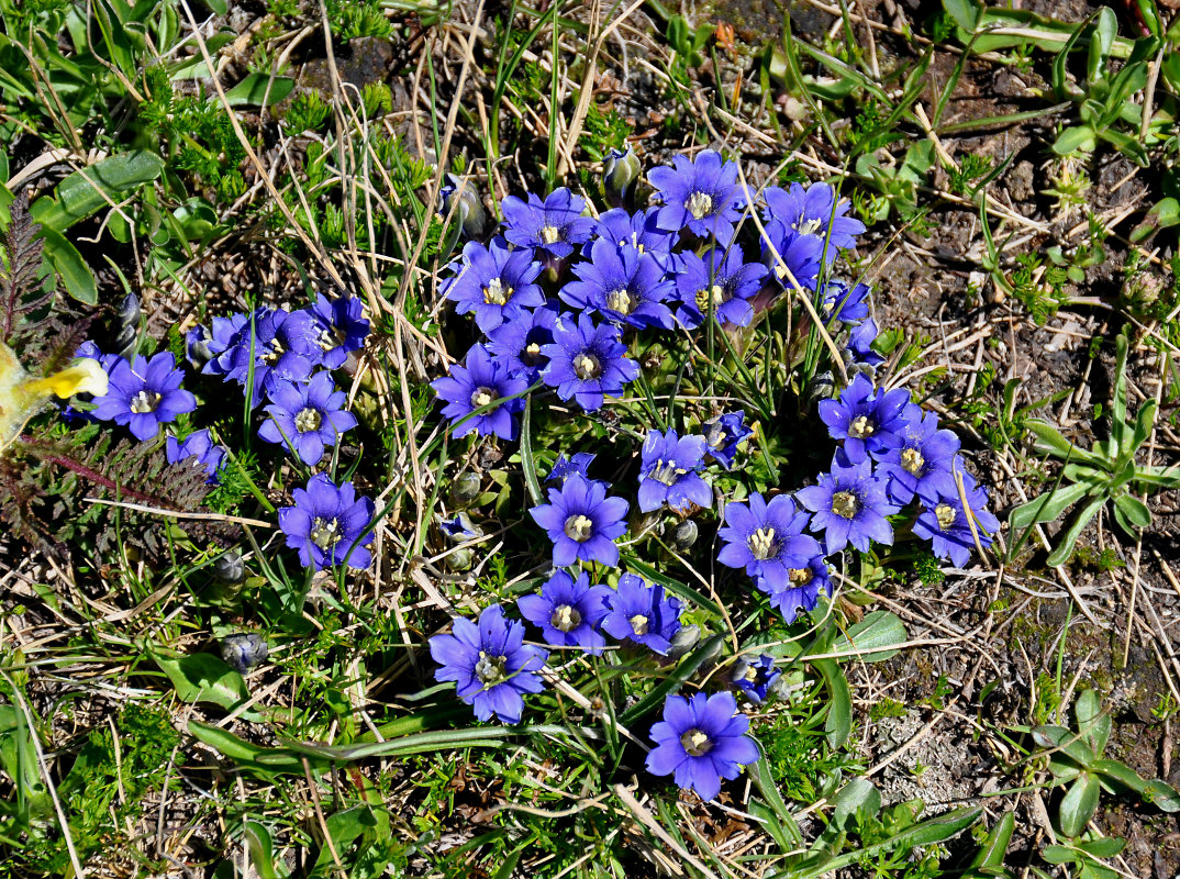 Изображение особи Gentiana dshimilensis.