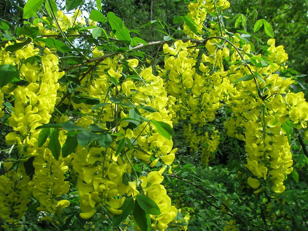 Изображение особи Laburnum alpinum.