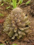 Orostachys erubescens. Вегетирующее растение с каплями дождя. Приморский край, Хасанский р-н, окр. горы Голубиный утес, песчаные дюны на приморской террасе. 24.07.2016.