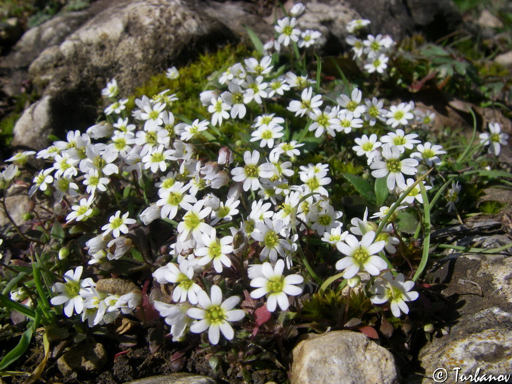 Изображение особи Erophila praecox.