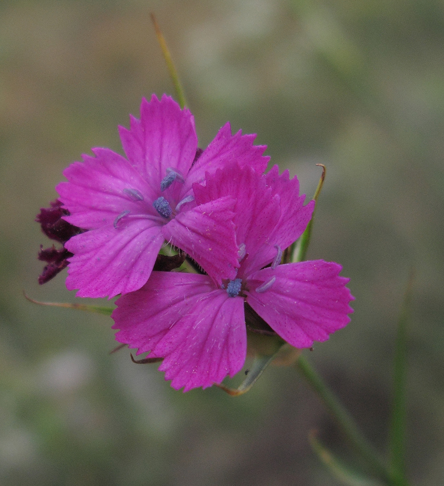 Image of Dianthus capitatus specimen.