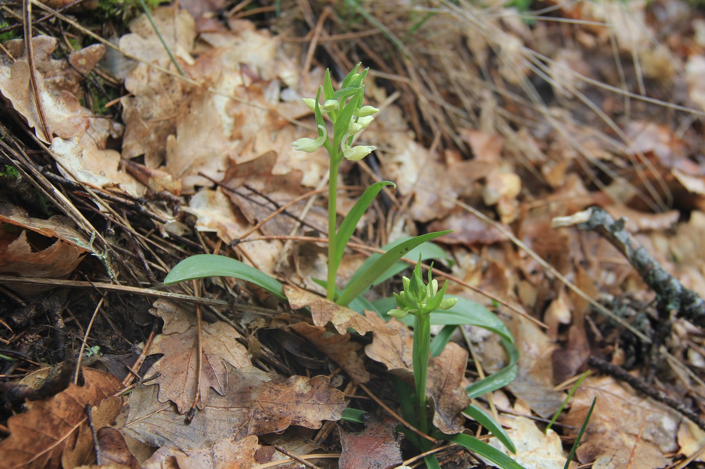 Изображение особи Dactylorhiza romana.