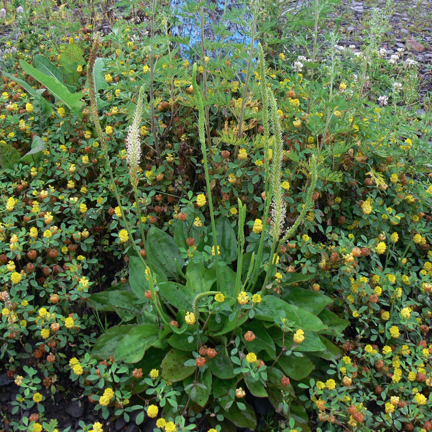 Image of Plantago major specimen.