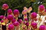 Gomphrena globosa