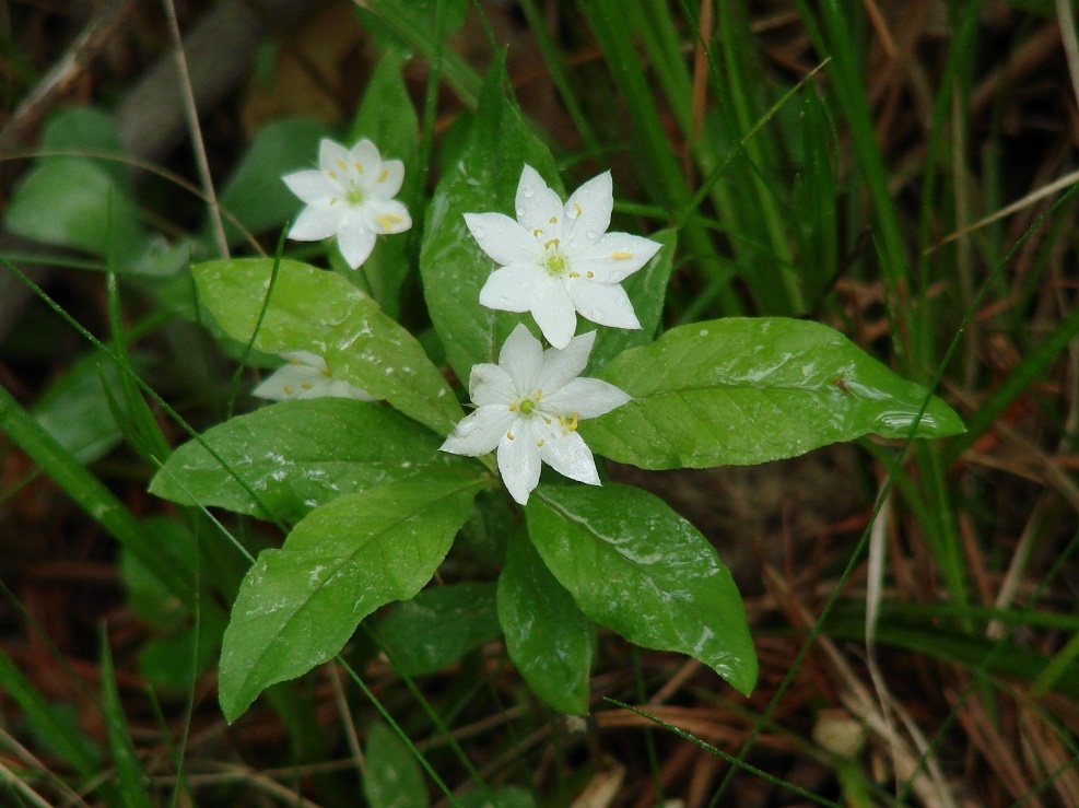 Image of Trientalis europaea specimen.