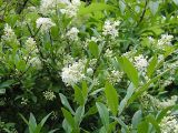 Ligustrum vulgare. Цветущие ветви. Польша, Беловежа. 22.06.2009.