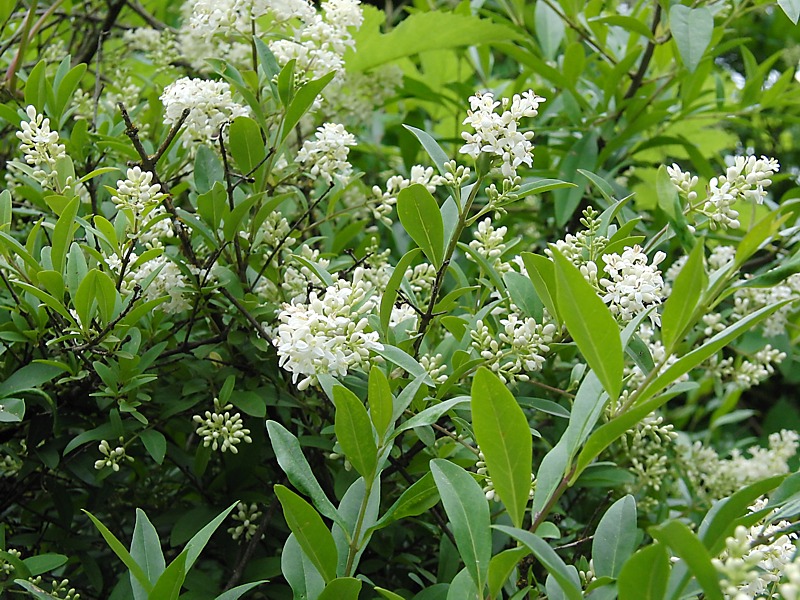 Image of Ligustrum vulgare specimen.