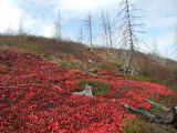 Arctous alpina. Поляна растений с листьми в осенней окраске. Магаданская обл., Ольский р-н, Ольское побережье, распадок руч. Наледный, на склоне сопки. 17.09.2015.