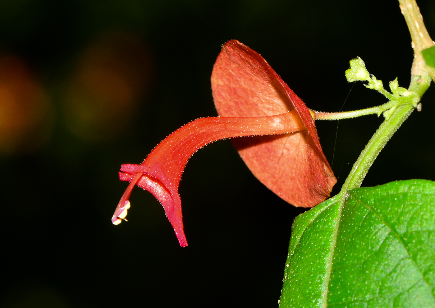 Изображение особи Holmskioldia sanguinea.