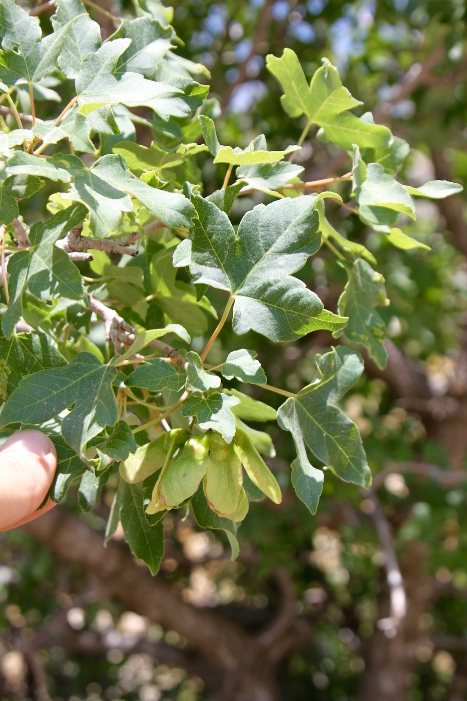 Image of Acer pubescens specimen.