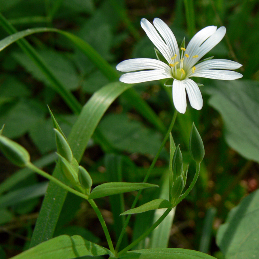 Image of Stellaria holostea specimen.