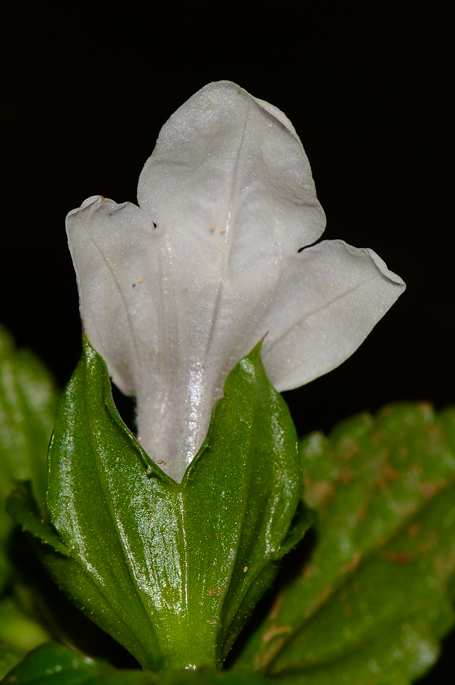 Image of Prasium majus specimen.