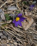 Pulsatilla regeliana