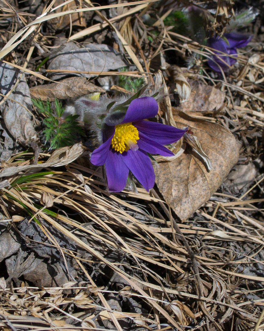 Image of Pulsatilla regeliana specimen.