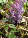 Corydalis solida