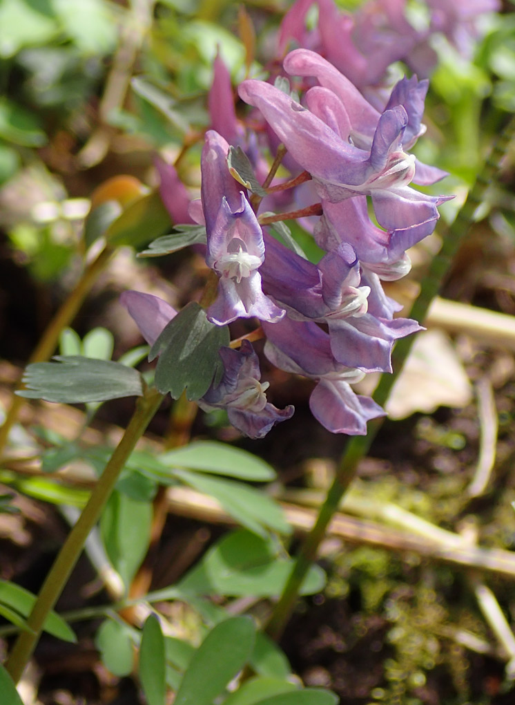 Изображение особи Corydalis solida.