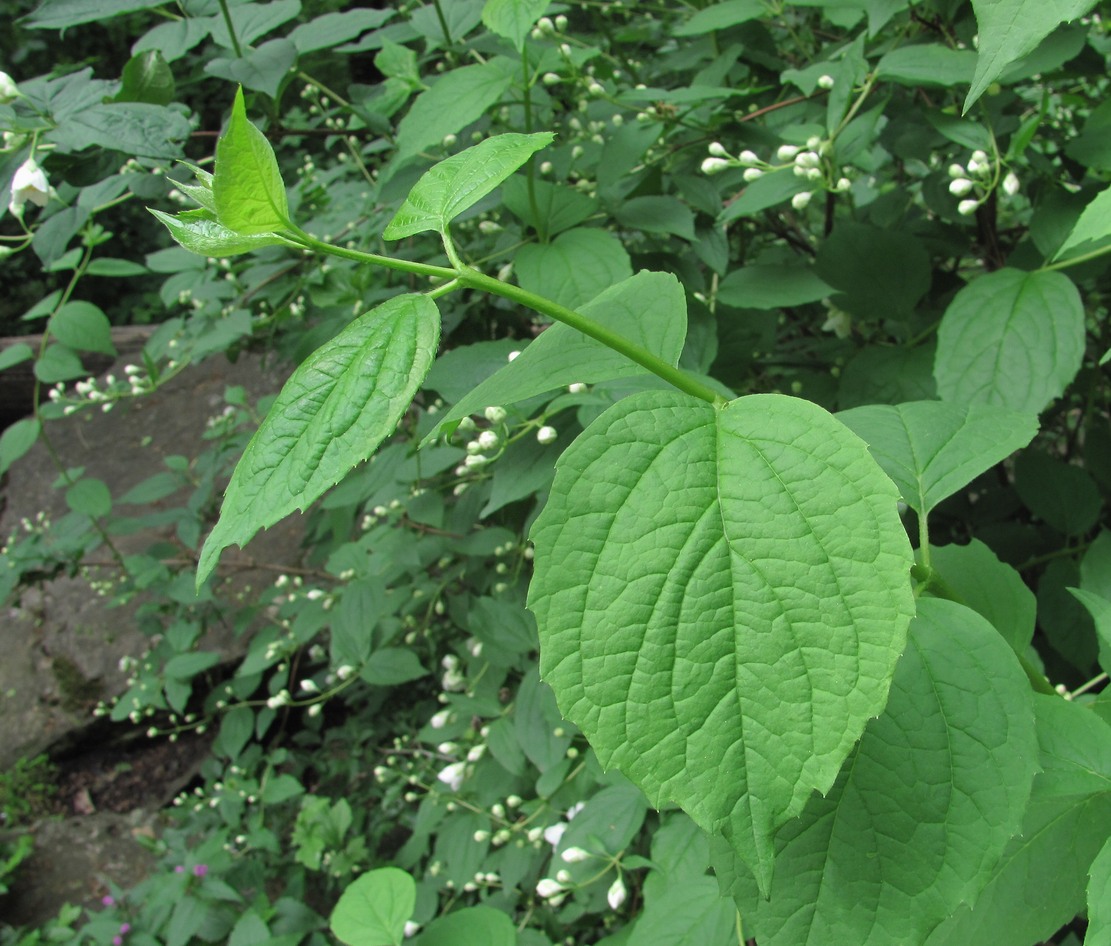 Изображение особи Philadelphus caucasicus.