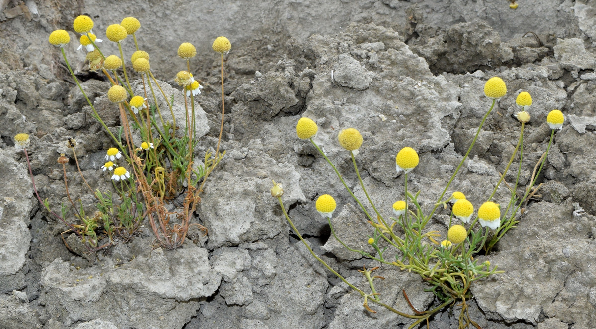 Image of Anthemis deserticola specimen.