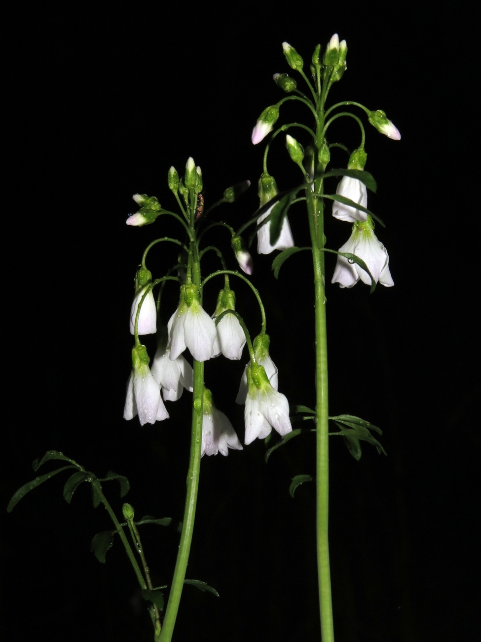 Изображение особи Cardamine pratensis.