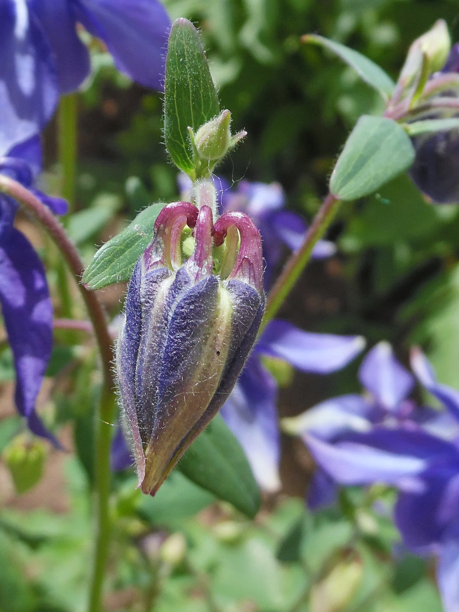 Image of Aquilegia vulgaris specimen.