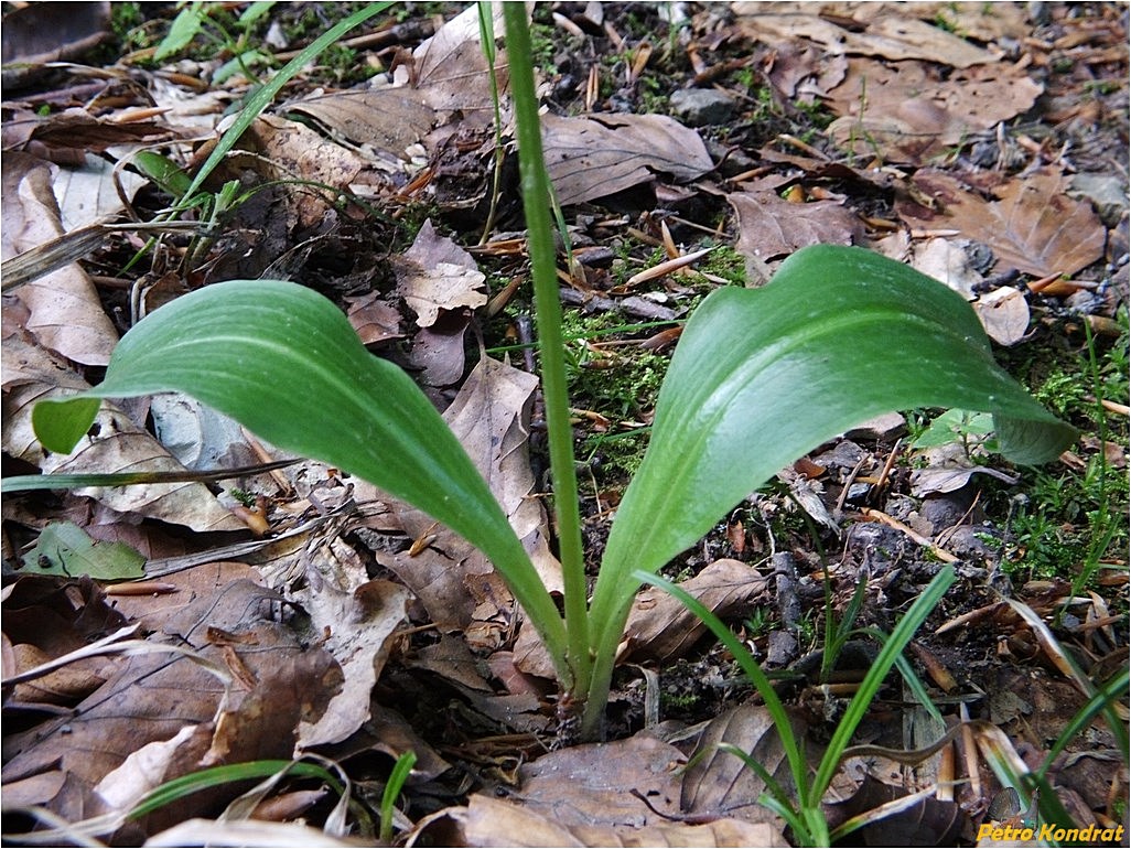 Image of Platanthera bifolia specimen.